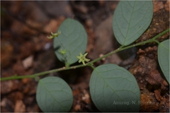Sauropus quadrangularis